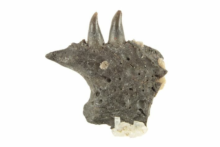 Permian Reptile Jaw Section - Oklahoma #261325